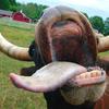 44263 - Unmoderated WTF Pics, Images That Make No Sense - 1