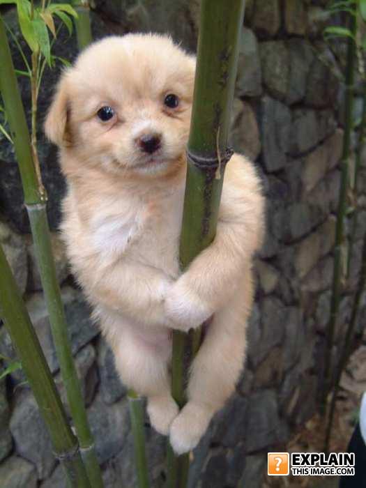 Puppy