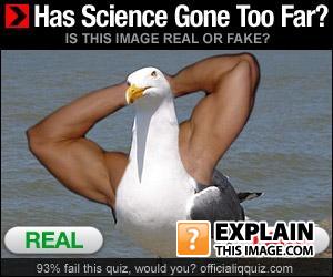 Posted Image