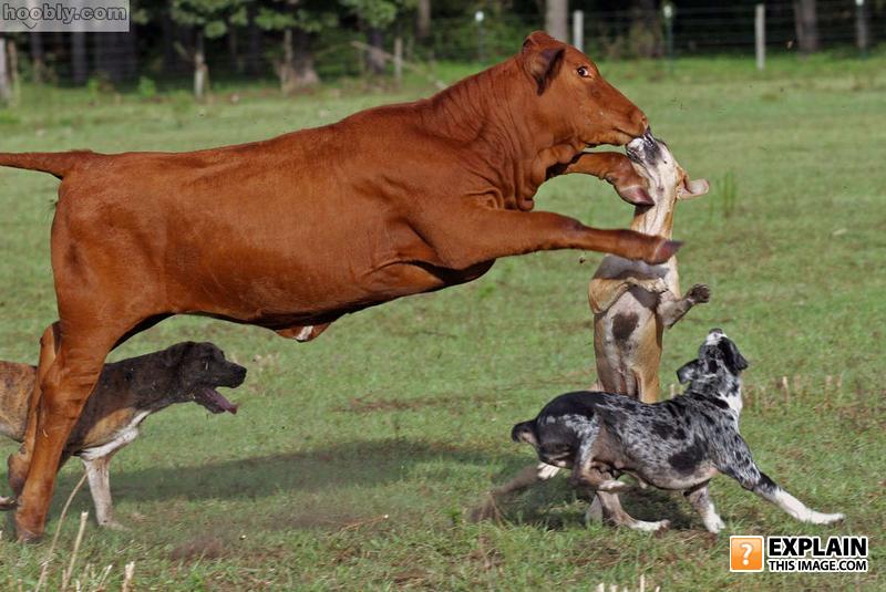 Catahoula