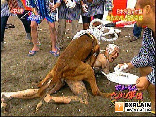 Japaneasedog