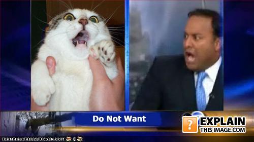 Funny-pictures-zomg-cat-local-news