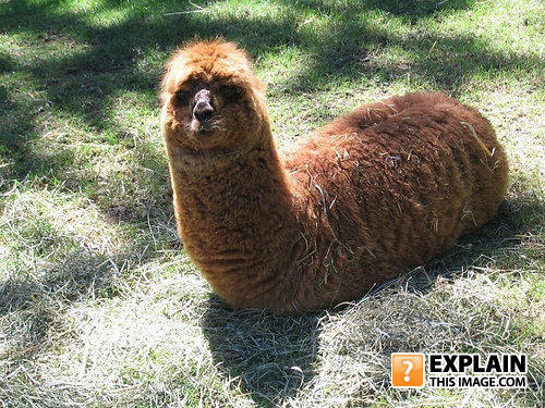 Zorete_peludo_con_ojos