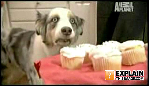 Cupcake-dog