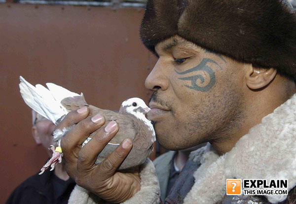 Mike-tyson-pigeon