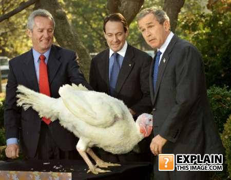 Bush_turkey
