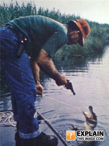 Gator