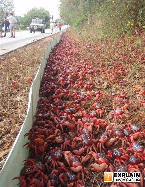 Crab
