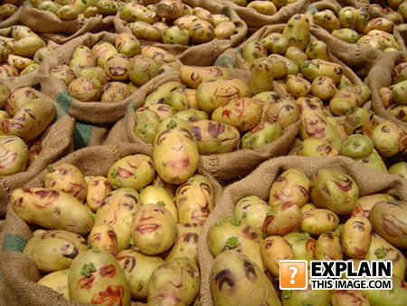 Potato