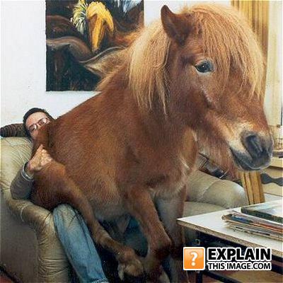 Ponyride