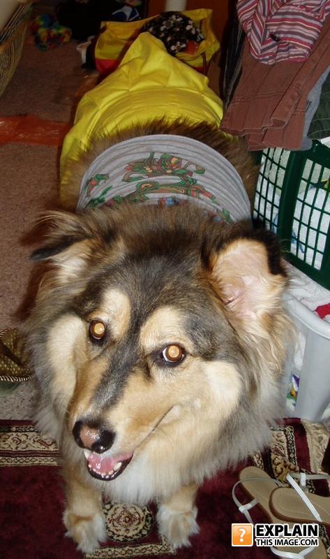 Lobo
