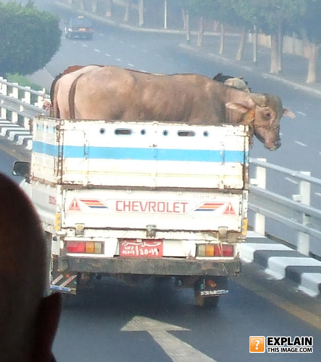 Moo