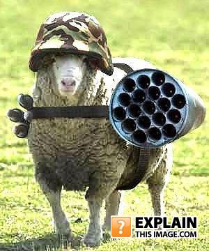Sheeprocket
