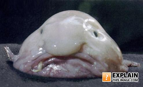 Blobfish
