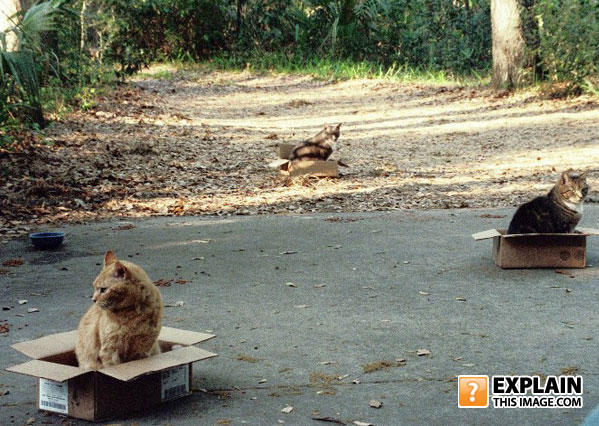 060529_cats