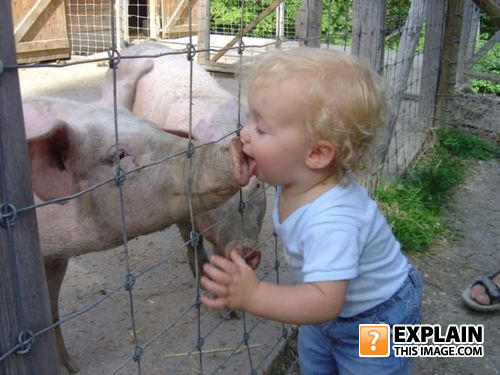 Lick-the-pig