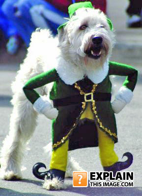 St-patricks-day-dog