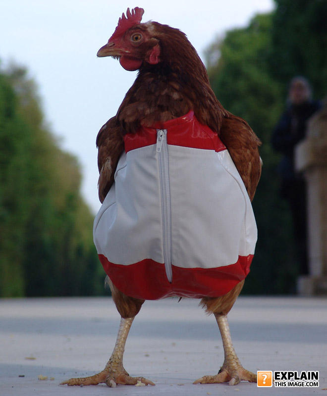 Pollo