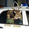 Copcar