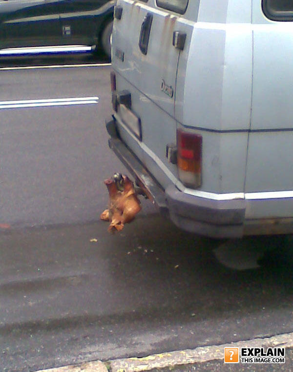 Pigheadbumper
