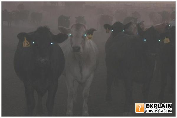 Cow