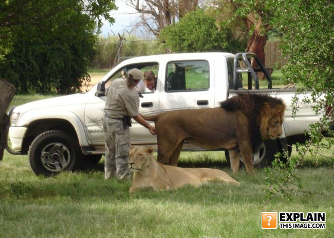 Lion_enema