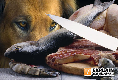 Jiu_rf_photo_of_sad_dog_and_raw_meat