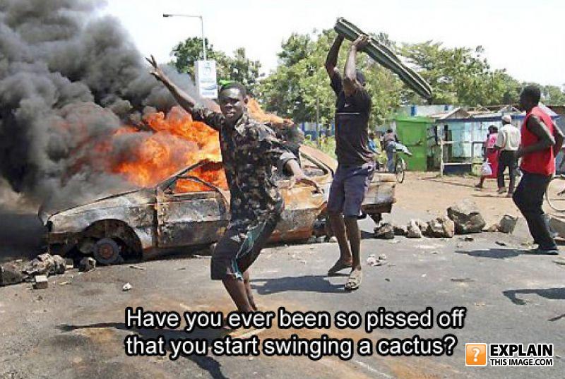 Lr cactus